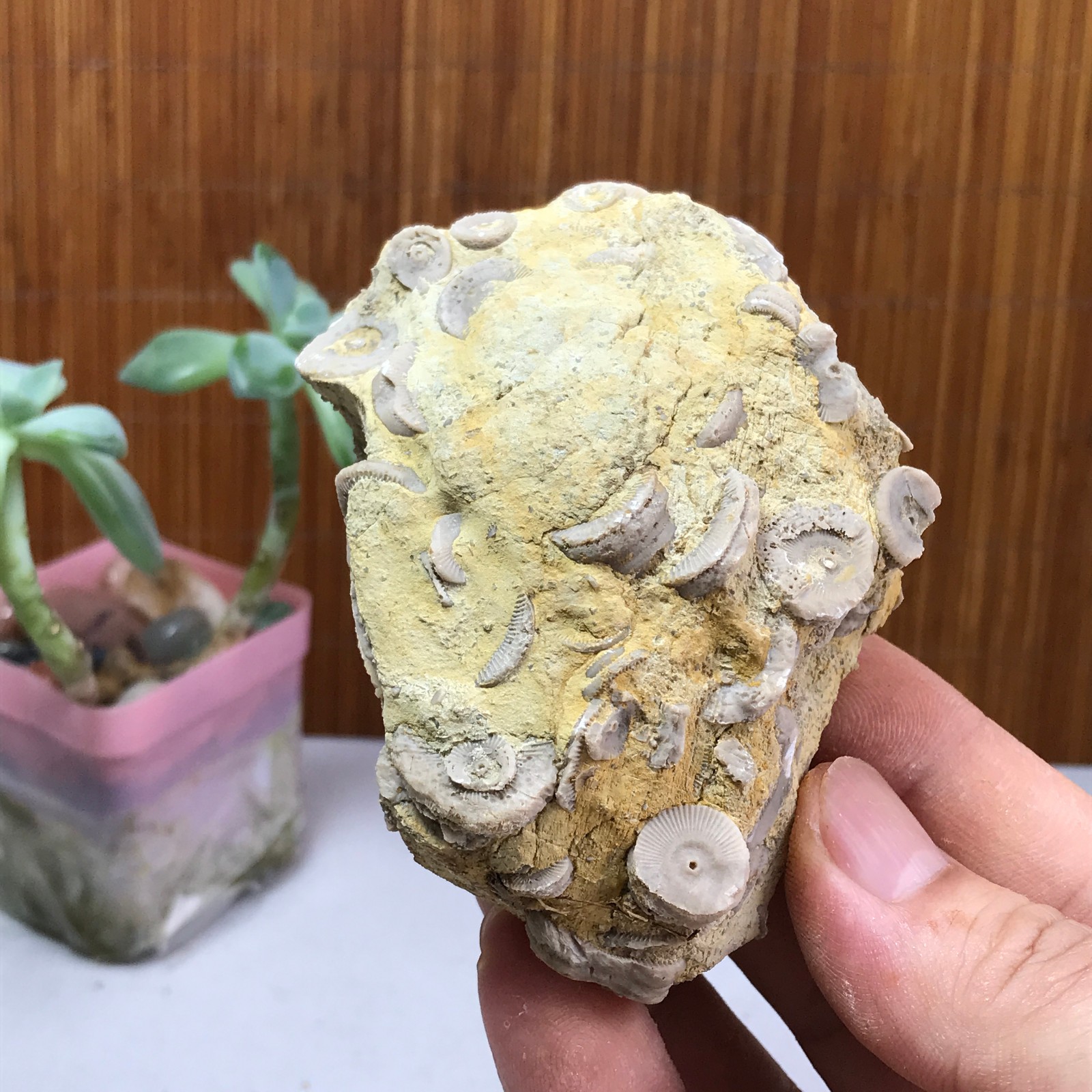 81mm Natural shell petrified rough original mineral specimens 240g A1043