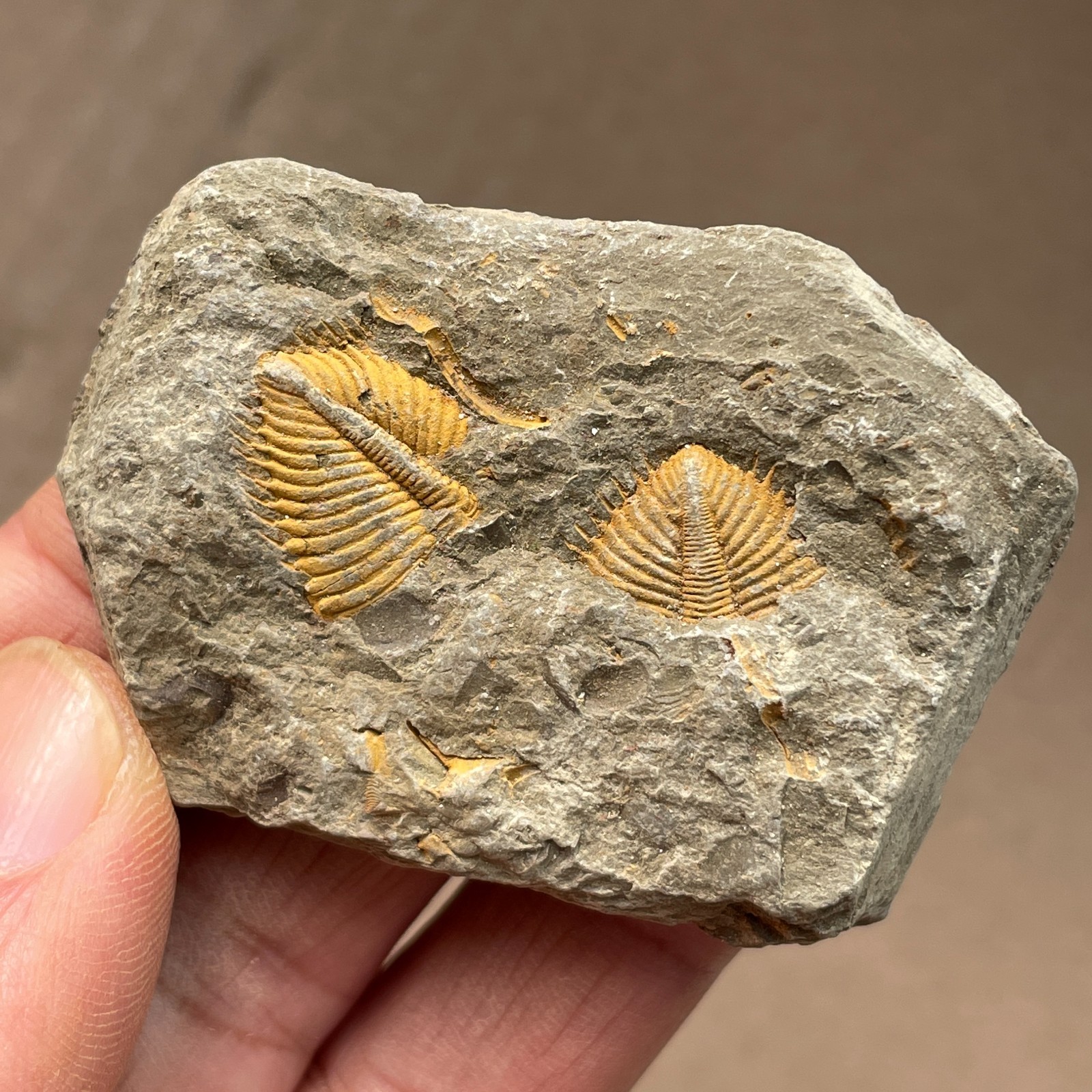 41g Hunan China Trilobite Landscape stone