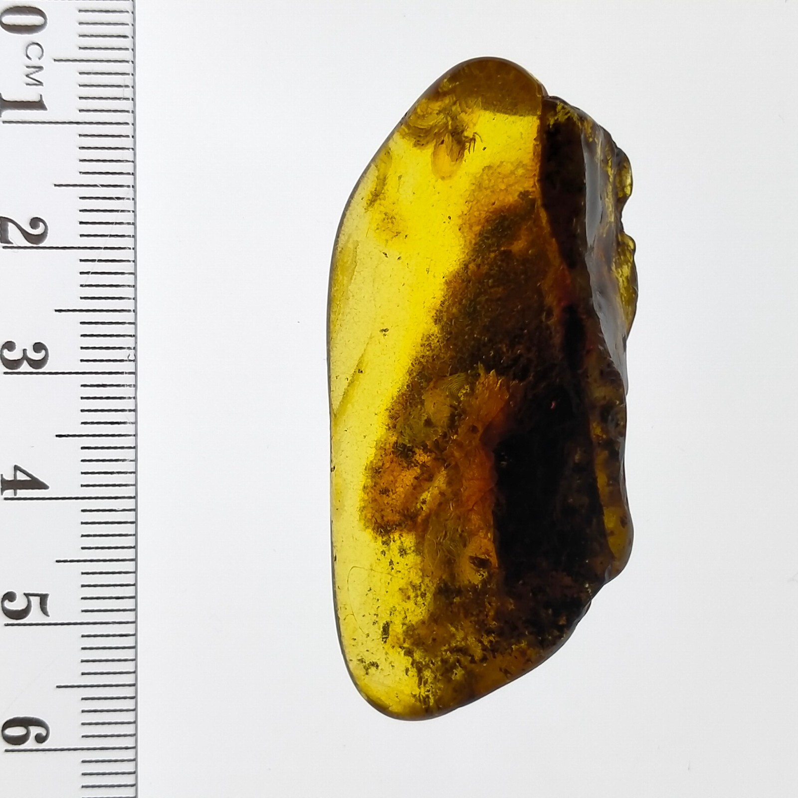 Baltic Amber large gemstone w/ natural fossil trapped bug inclusion 41.7ct