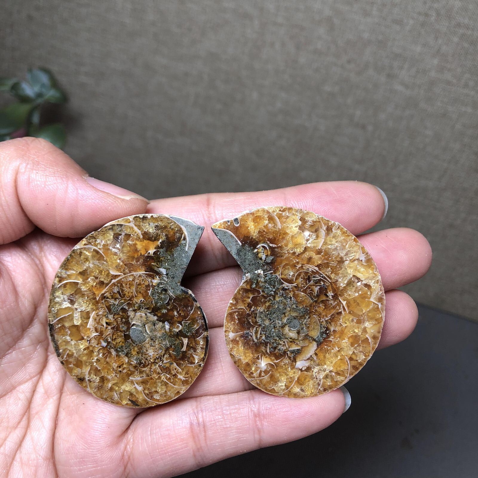 1 pairs of Split Ammonite conch Specimen Shell Healing 48mm 61g A4577