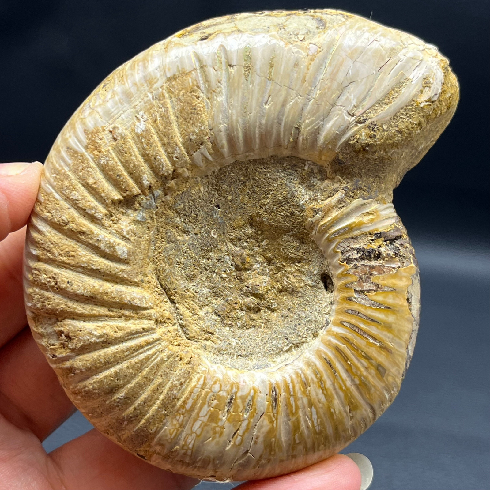 163G Natural conch specimens from Madagascar Rough without any treatment Y3