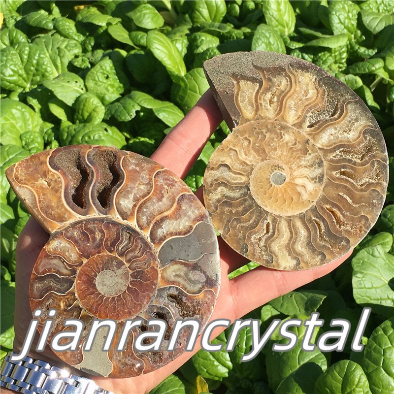 TOP Natural Ammonite Fossil Conch Crystal Specimen Healing Care A pair 200g+