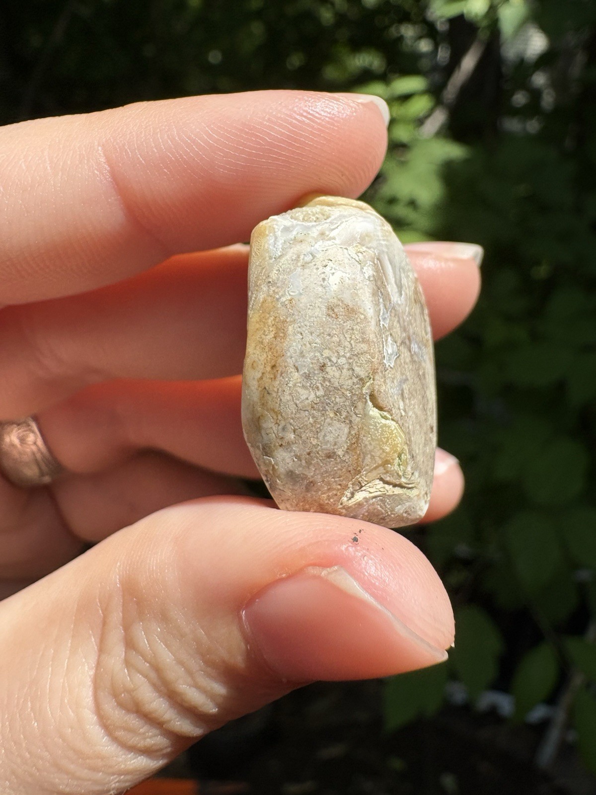 Druzy Agatized Shell