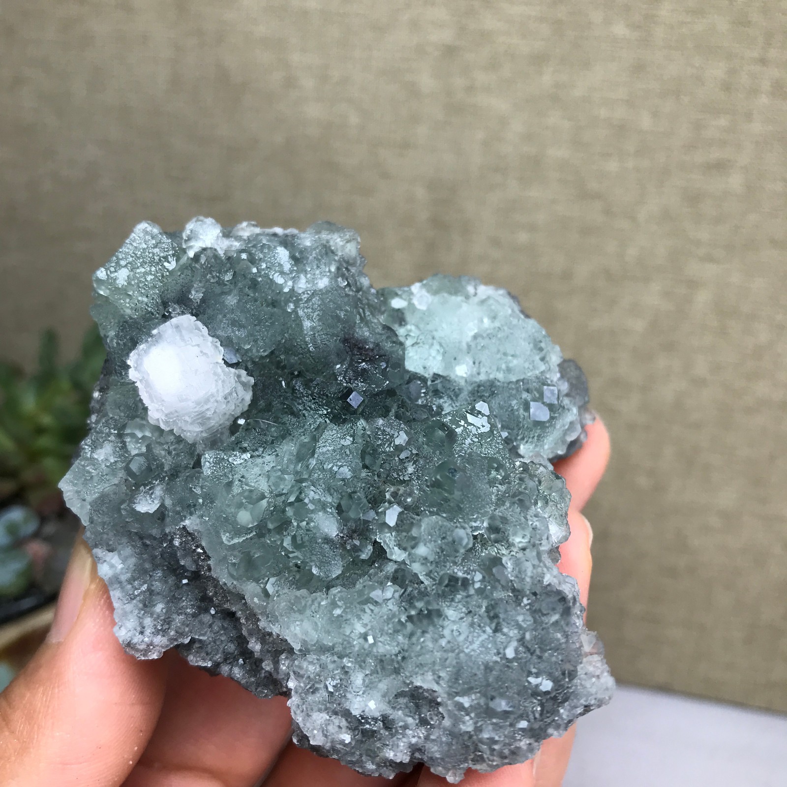 141g NATURAL Green Cubic FLUORITE paragenesis Crystal Cluster Specimen A4783