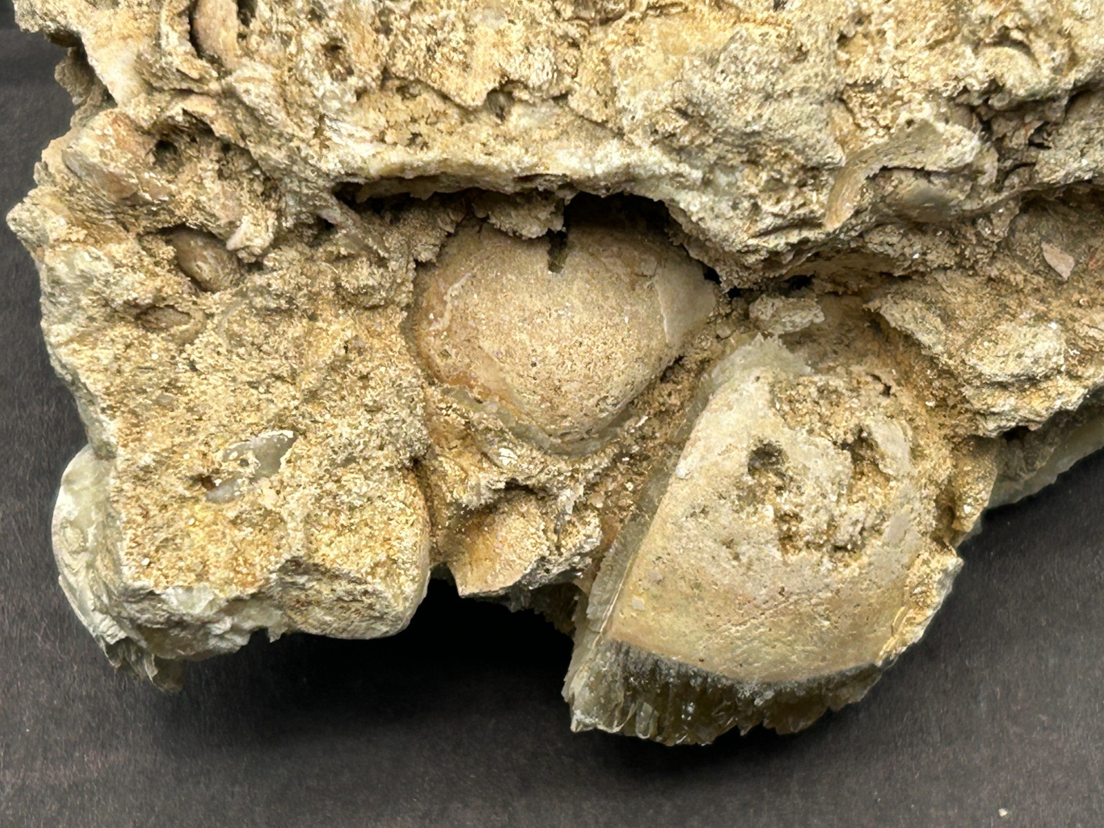 Golden Calcite Crystal Fossil Clam Mercenaria Shell Rucks Pit Florida Fort Drum