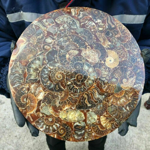 TOP！10Inch Natural Ammonite Disc Fossil Conch Specimen Healing 1PC 800g-1000g.