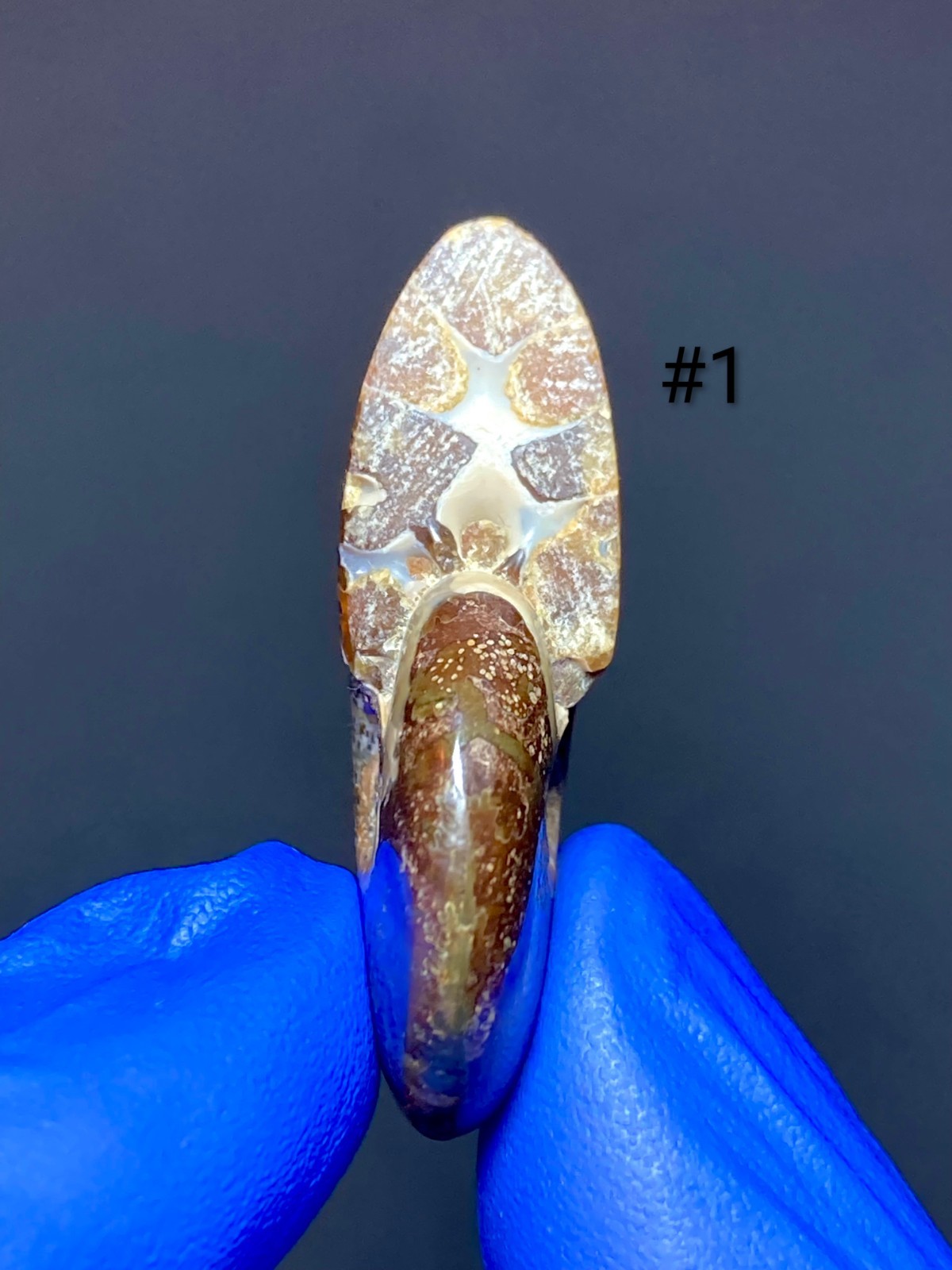 Pristine Ammonite Fossils