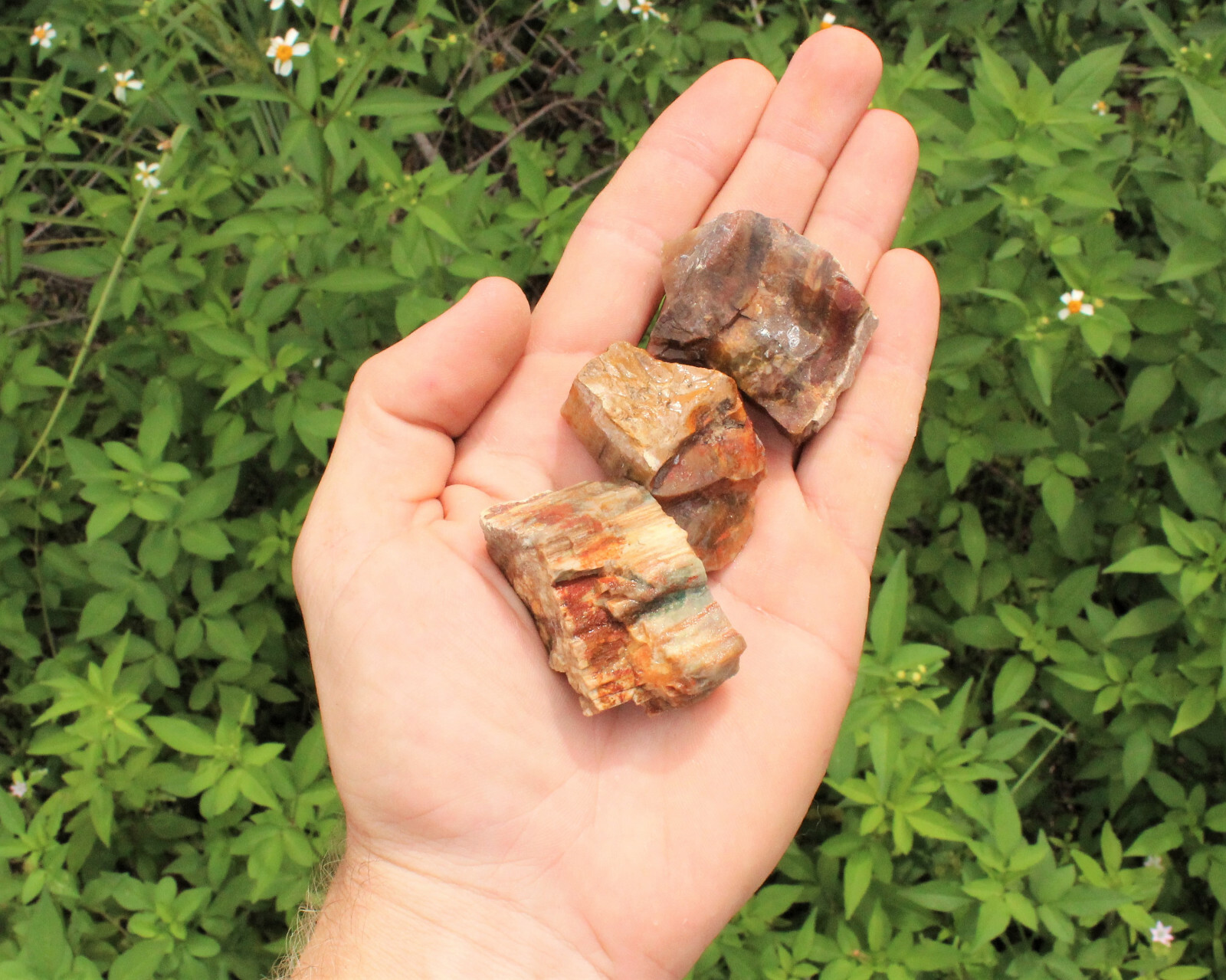 Rough Petrified Wood: Choose How Many Pieces (Natural Raw Fossilized Wood)