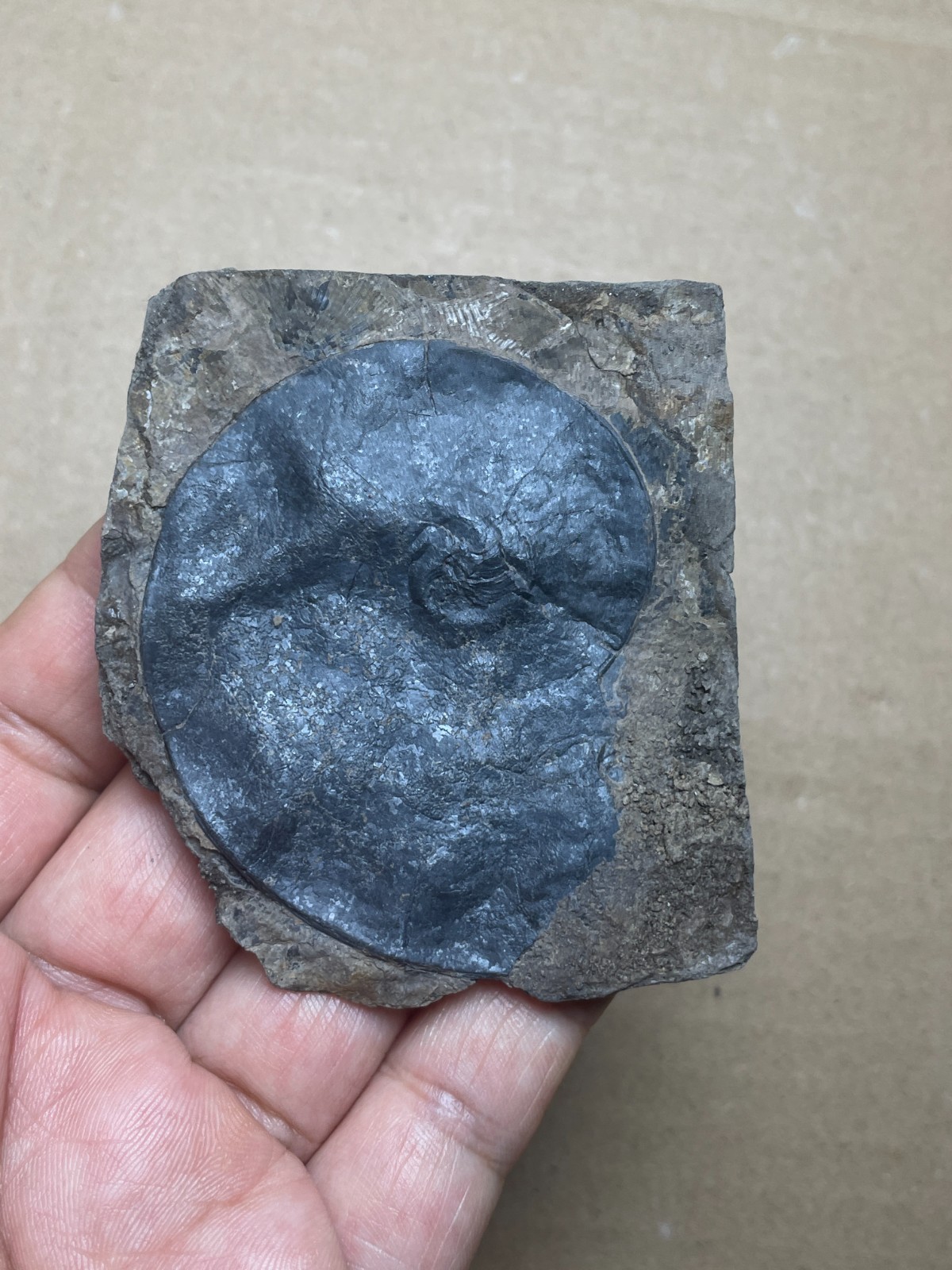 25g Beautiful Oxynoticeras Landscape stone