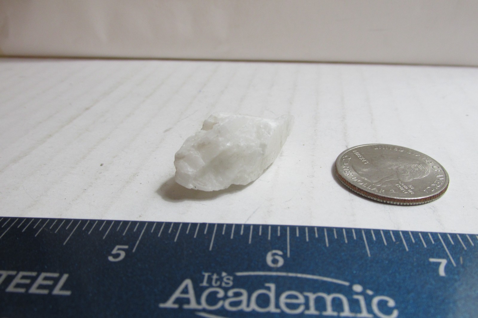 Collector’s Rocks From Around the World,Coquina Sedimentary rock