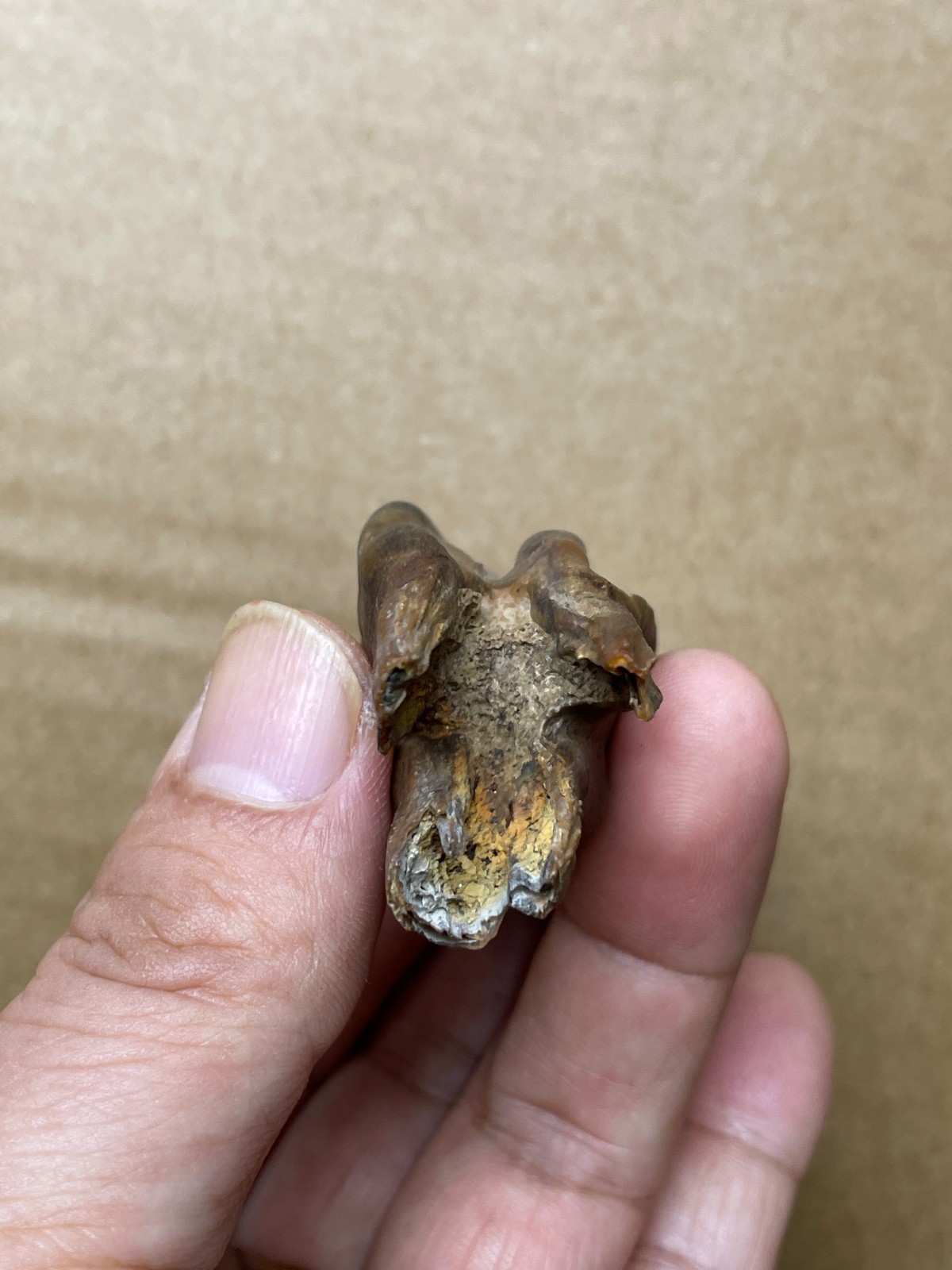 50g beautiful Ice Age tooth collection