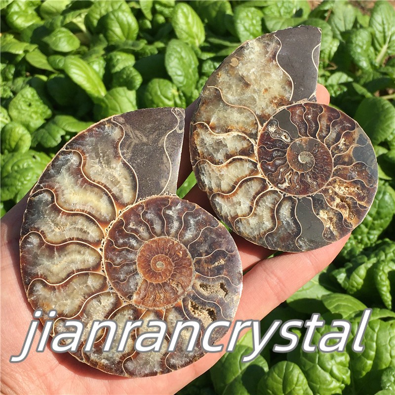 TOP Natural Ammonite Fossil Conch Crystal Specimen Healing Care A pair 200g+