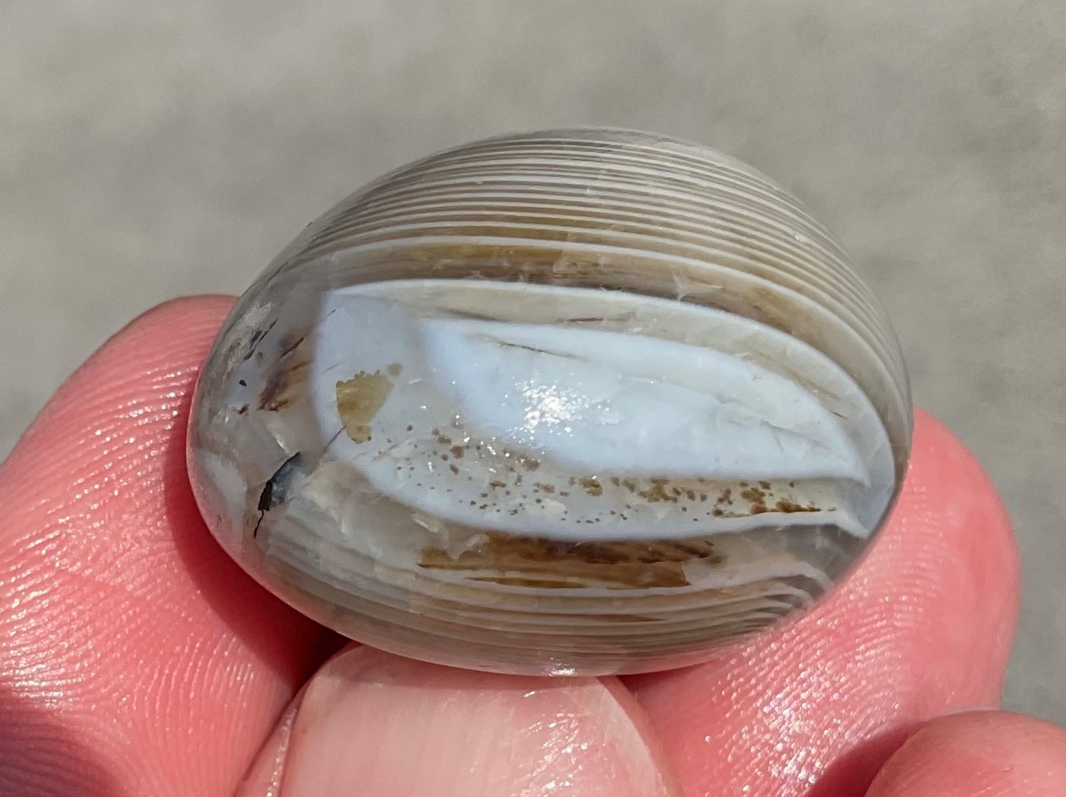Polished Dendritic Agate Palmstone Shadow Banded Chalcedony 1.0 oz