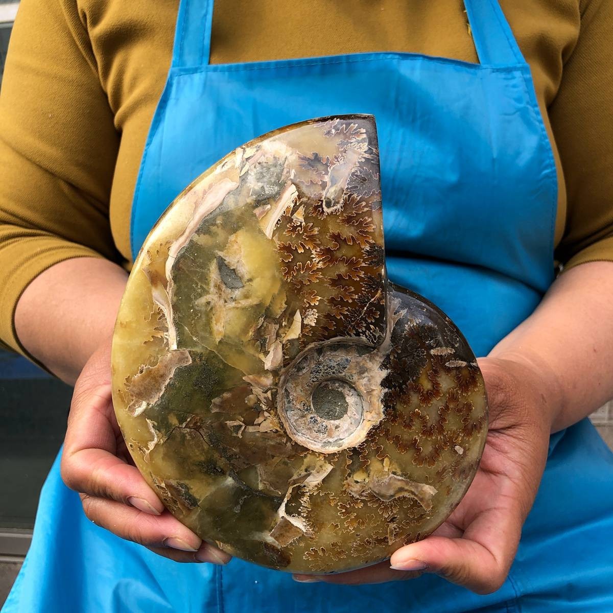 2pc 4.2LB Rare! Natural Tentacle Ammonite Specimen Healing Madagascar