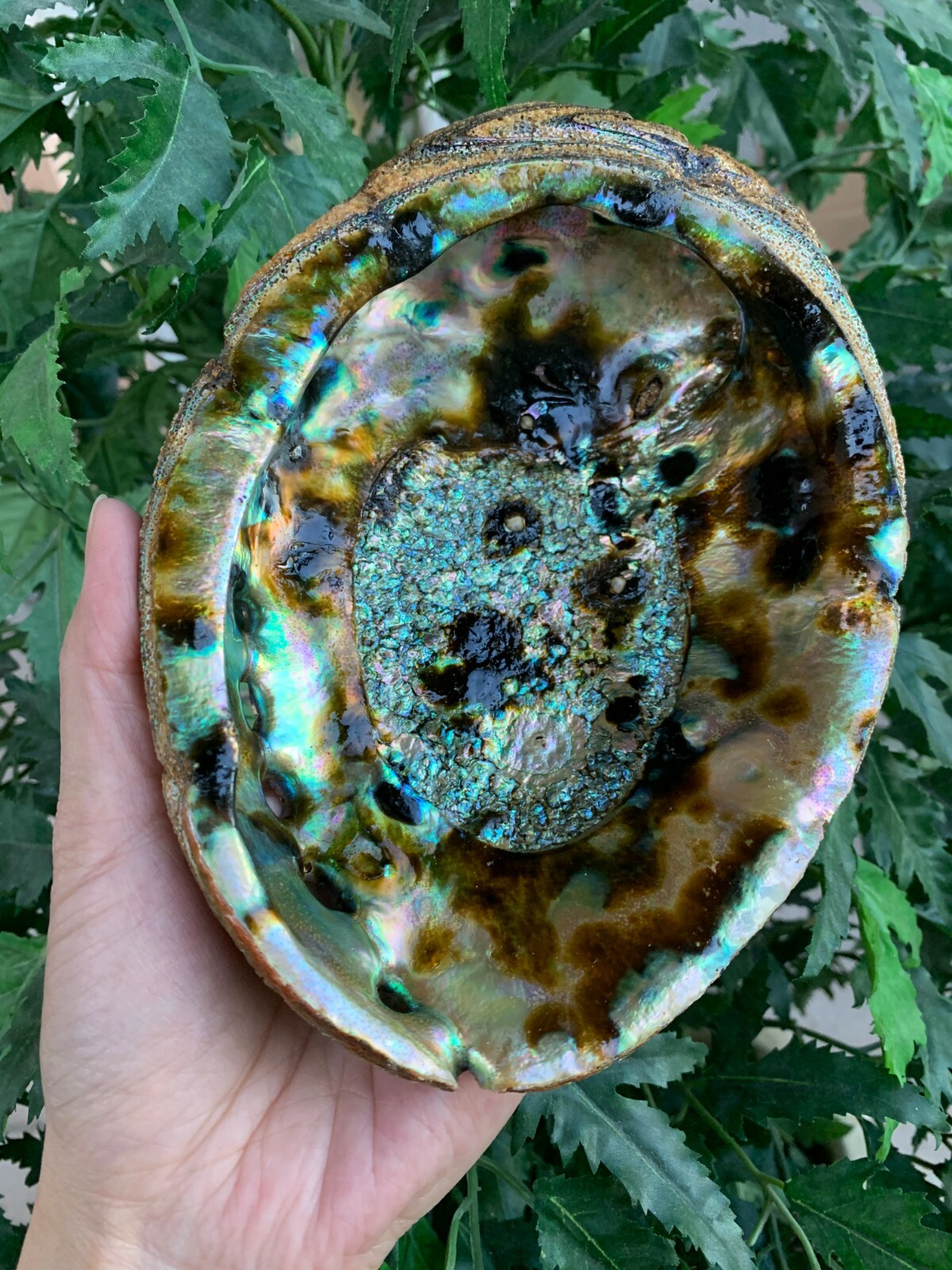 Abalone Shell, Seashell Incense Burner, Smudge Bowl / Holder, Pick a Size