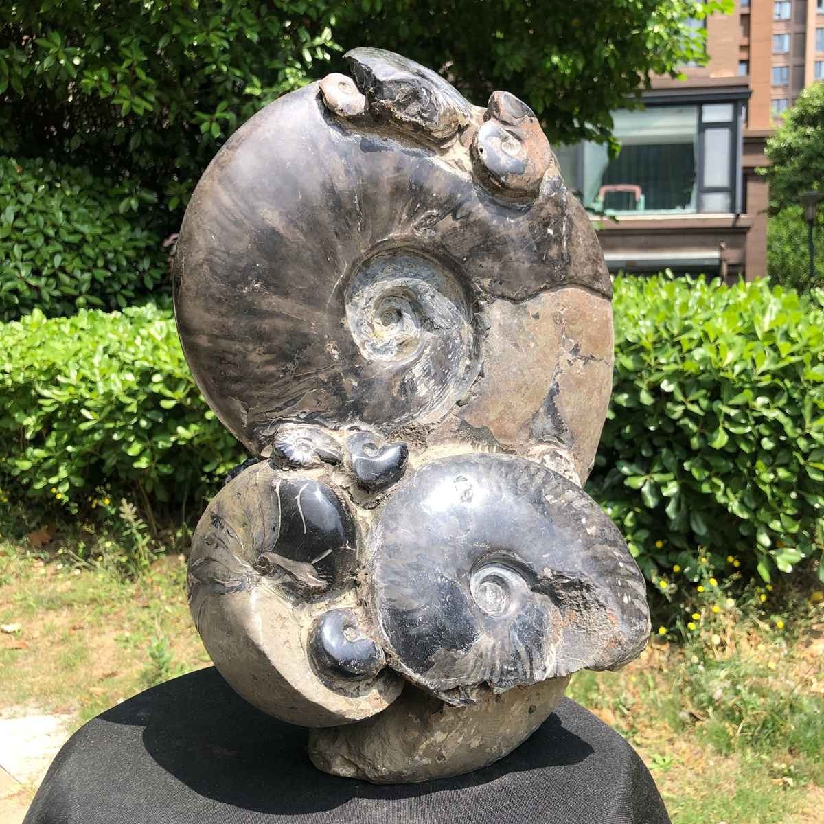 23.4LB Natural Beautiful Ammonite Fossil Conch Crystal Specimen Healing 5121